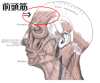 顔面筋肉図　２.PNG