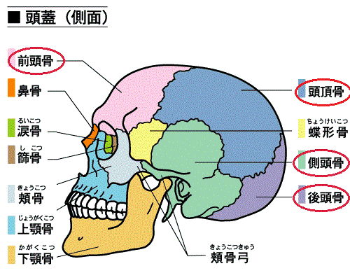 頭蓋骨矯正とは？